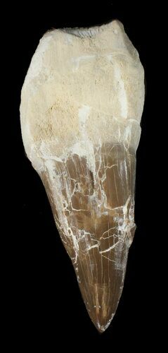 Sharp, Mosasaur (Platecarpus) Tooth - Kansas #42957
